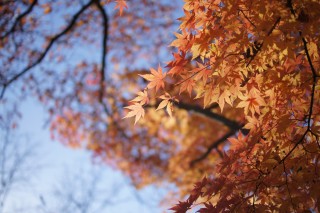 森林植物園の紅葉