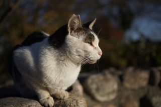 展望台の猫