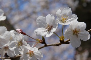 王子公園の桜 1
