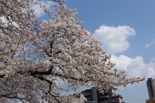 王子公園の桜 2